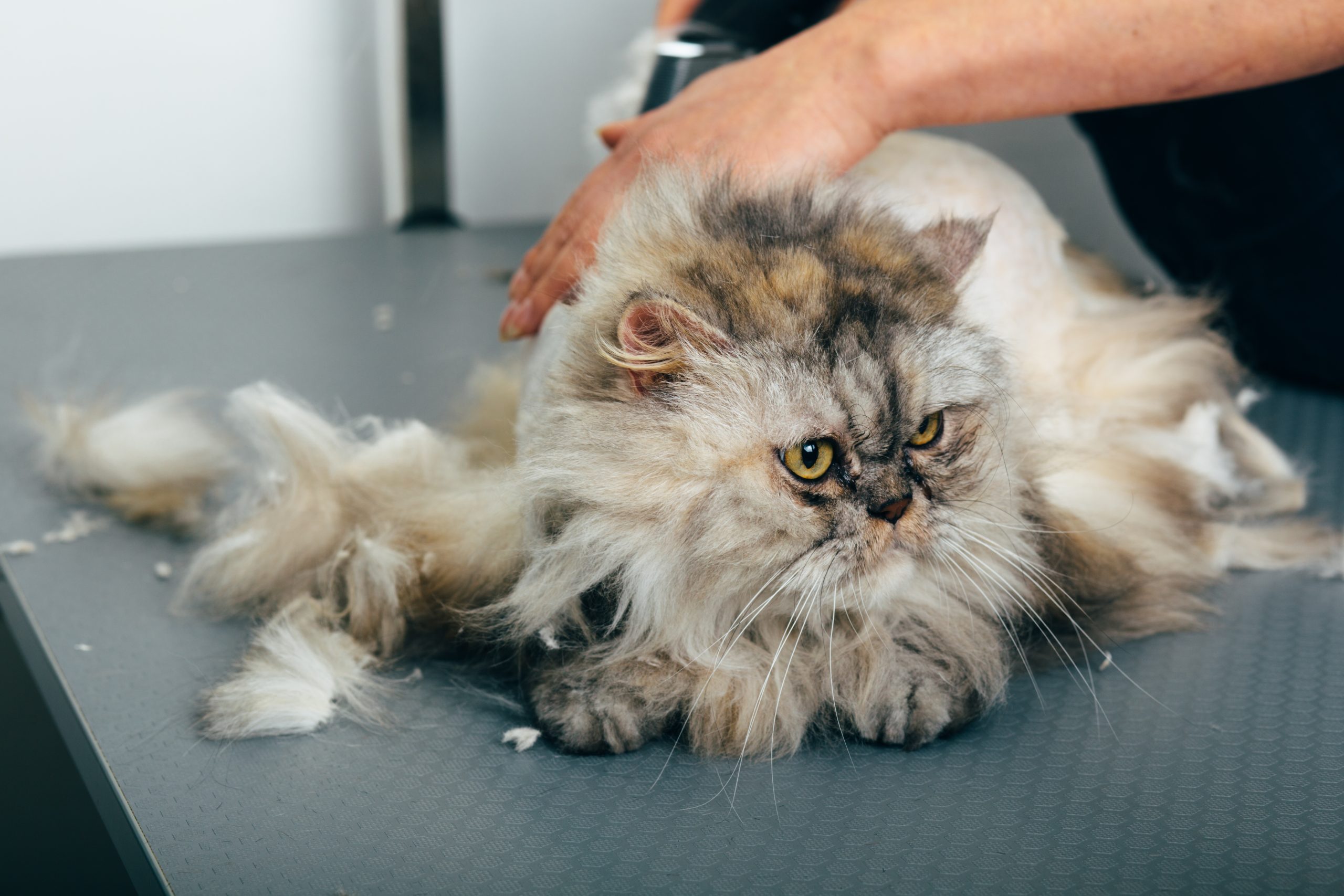Cat grooming care