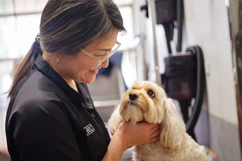 Professional dog grooming