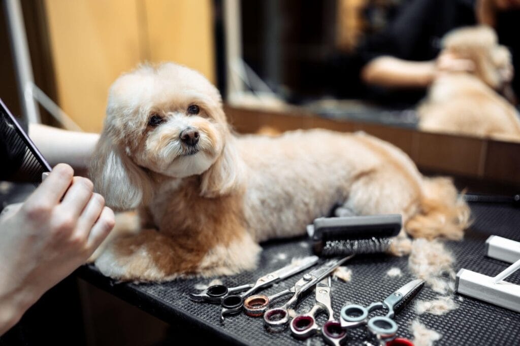 Groomed dog