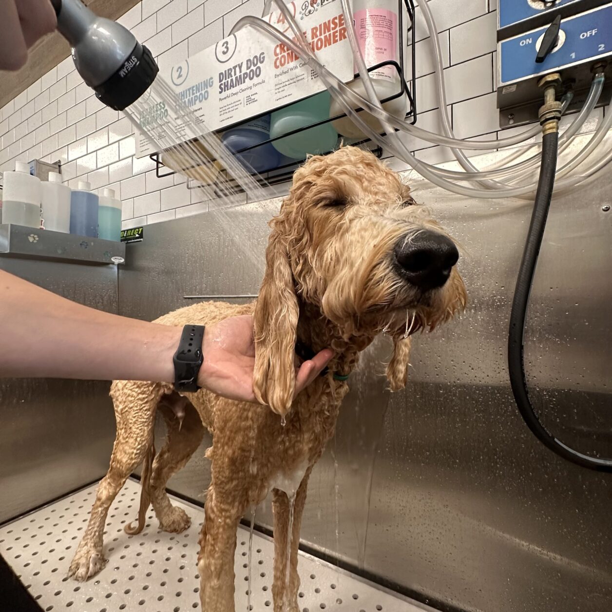 Bath and brush