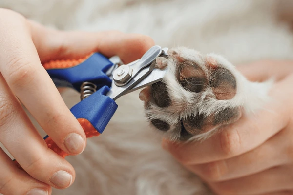 Professional nail trimming service